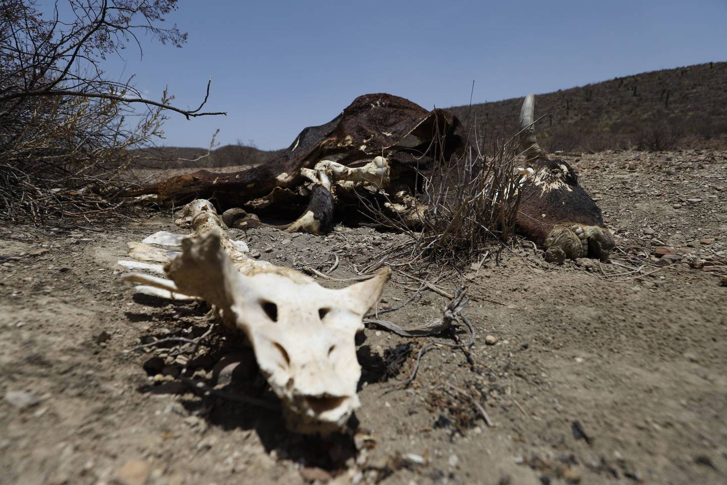Conagua alertó en un informe que tres cuartas partes del país están sufriendo la falta de lluvia