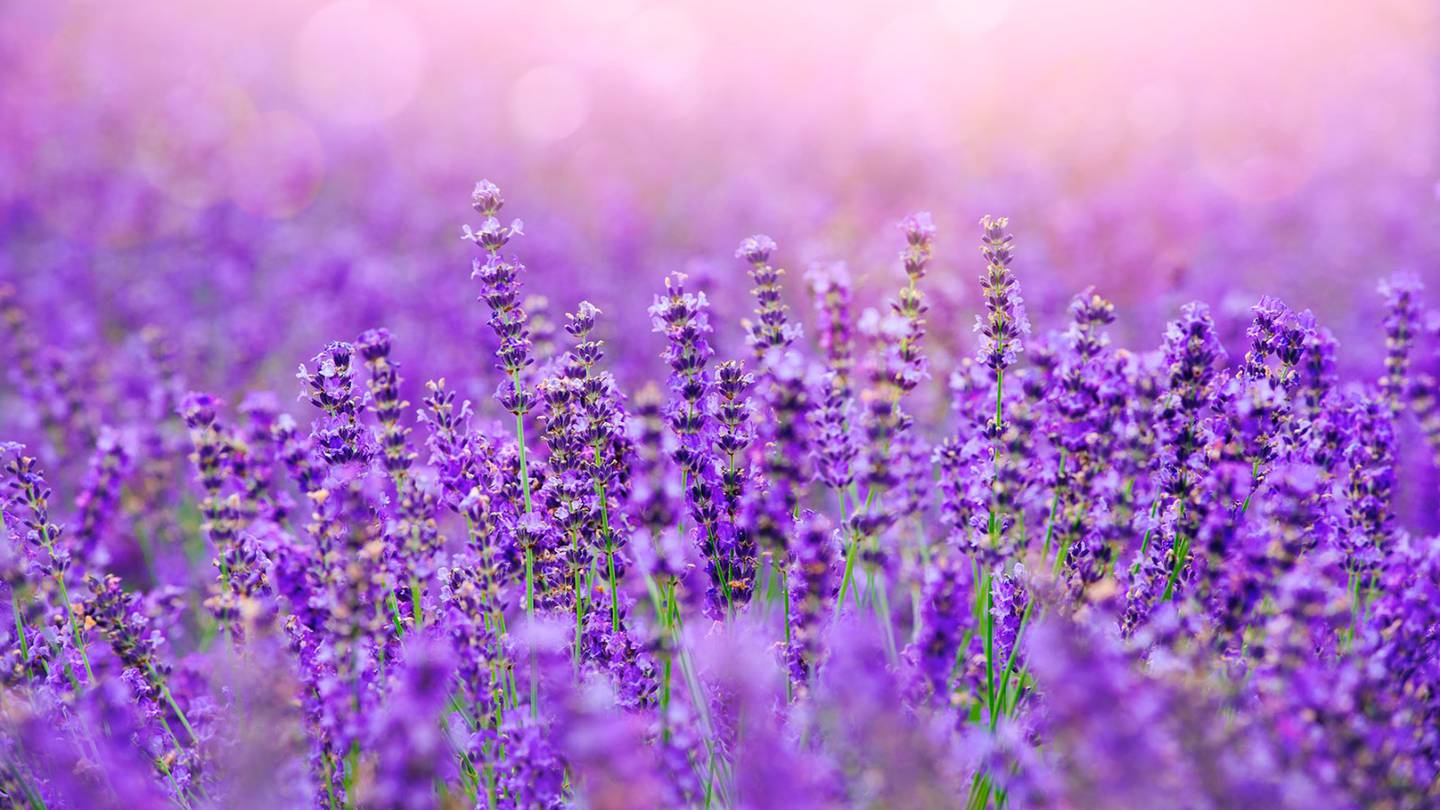 La lavanda se recomienda como un remedio casero para combatir la ansiedad. (Foto: Shutterstock)