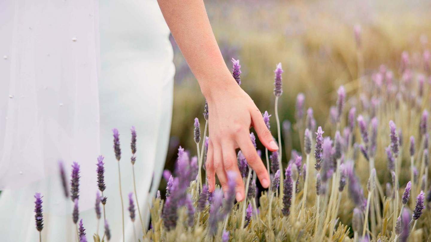 La lavanda, según la medicina tradicional, podría tener beneficios si se consume antes de dormir. (Foto: Shutterstock)