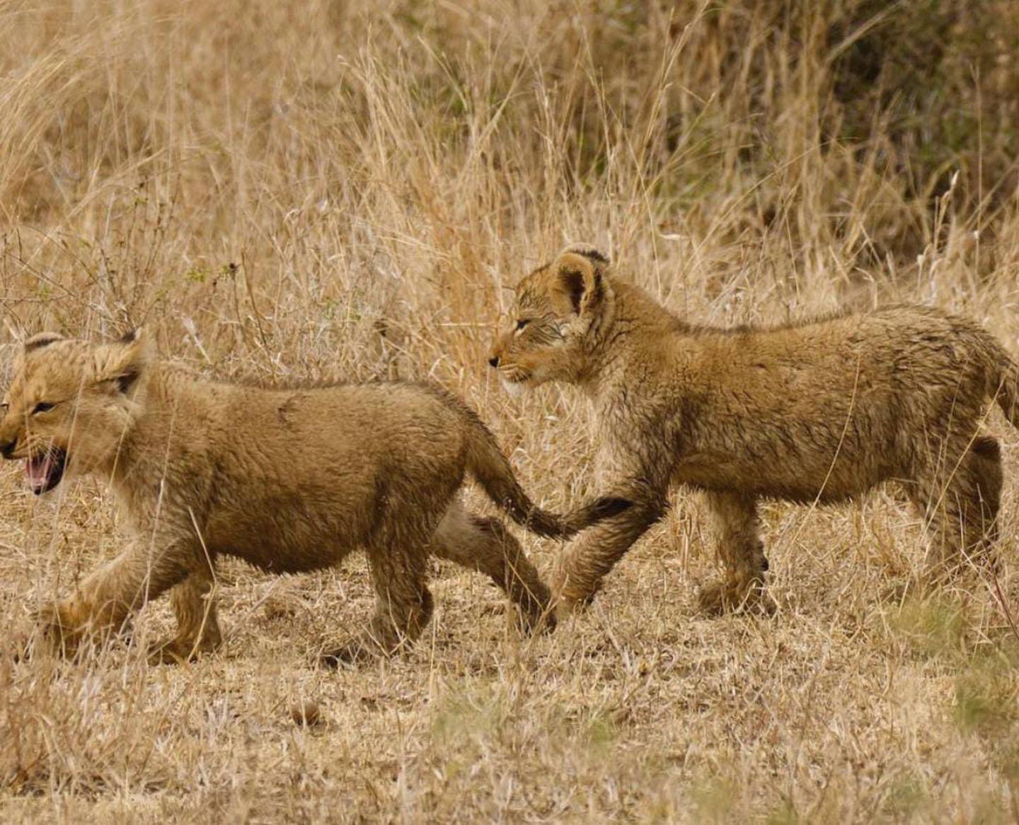 Raúl de Molina acudió a un safari y pensó que contrajo una enfermedad. (Foto: Instagram @rauldemolina)