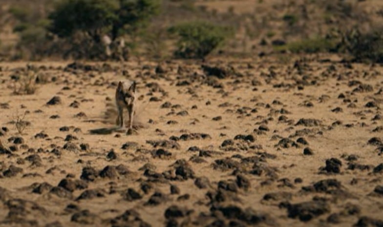 La serie 'Coyotl héroe y bestia' se ambienta en el norte de México. (Foto: MAX)